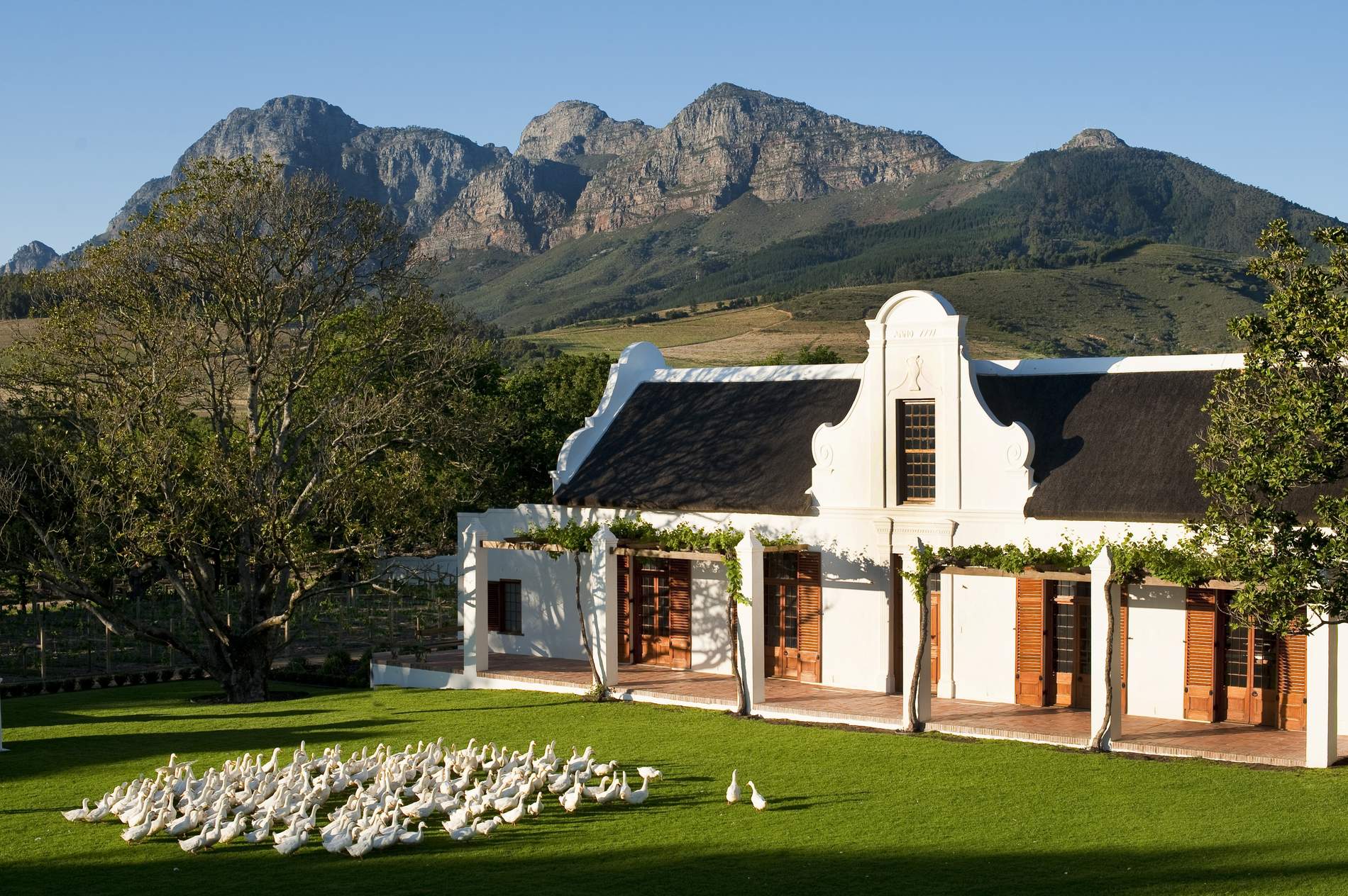 Iconic Cape Dutch-style Babylonstoren main building with distinctive white-washed walls, dark thatched gabled roof, wooden brown doors and shutters, set on manicured green lawn with geese grazing, surrounded by lush trees, with dramatic mountainous landscape and blue sky in background