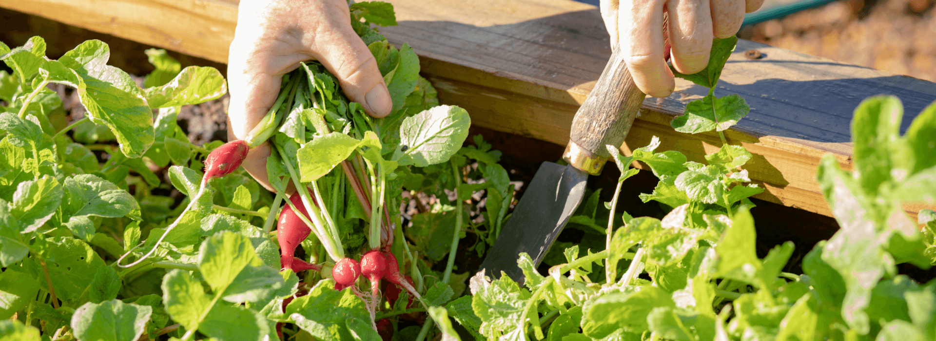 Hands harvesting fresh organic radishes from a vibrant garden bed at Leeu Estate farm