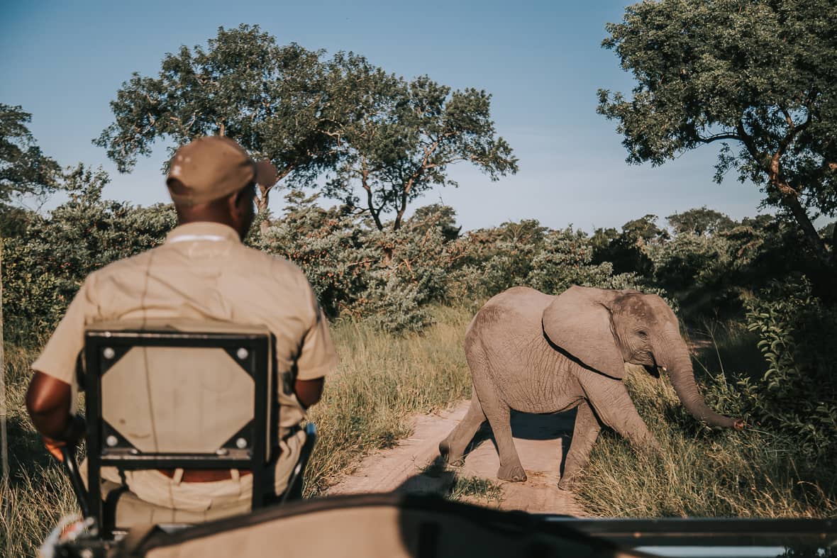 Safari guide spotting African elephant on dirt road during game drive, clear blue sky, golden grassland with acacia trees